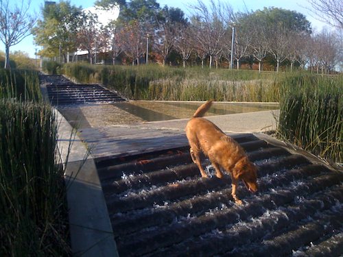 Hug Pugs with Santa Claus