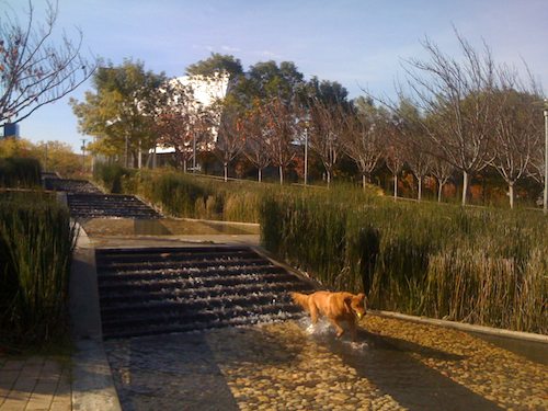 Hug Pugs with Santa Claus