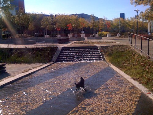 Hug Pugs with Santa Claus