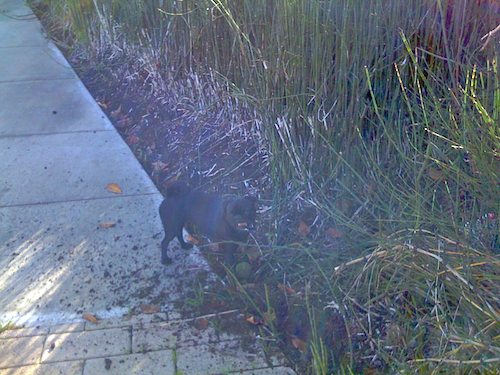 Hug Pugs with Santa Claus