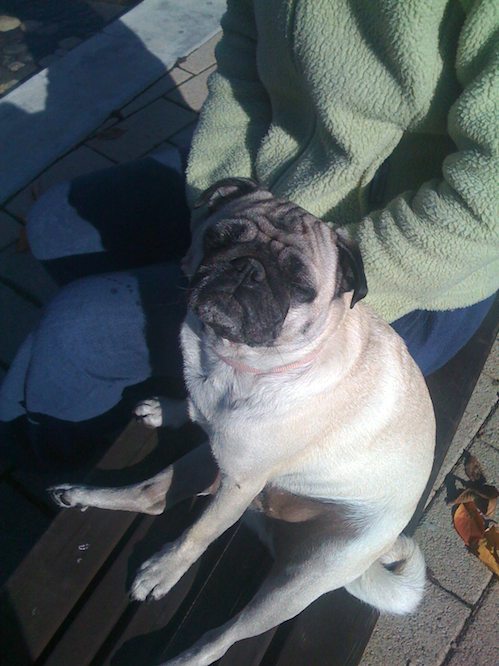 Hug Pugs with Santa Claus
