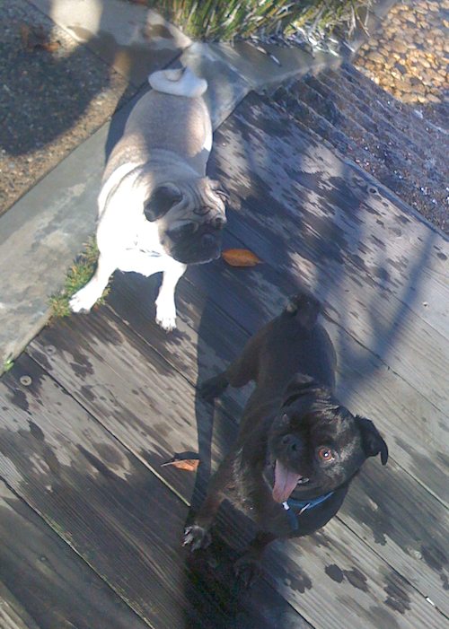Hug Pugs with Santa Claus