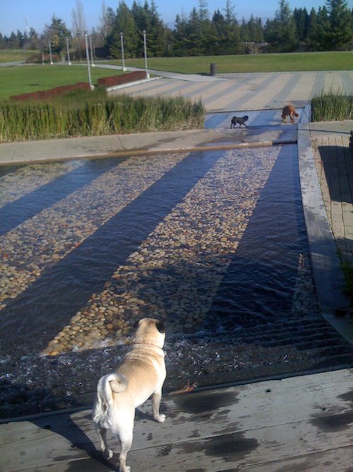 Hug Pugs with Santa Claus