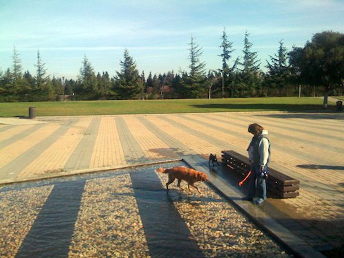 Hug Pugs with Santa Claus