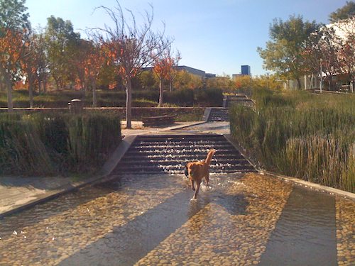 Hug Pugs with Santa Claus