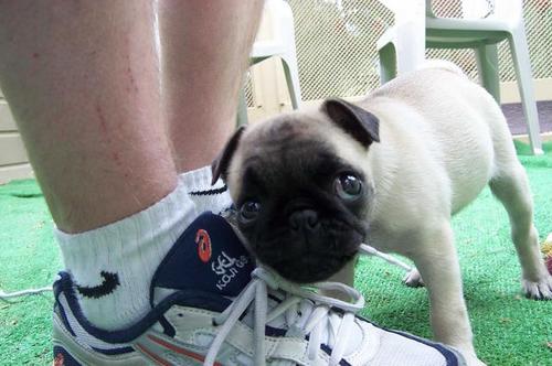 Little Sheba and the scratched leg