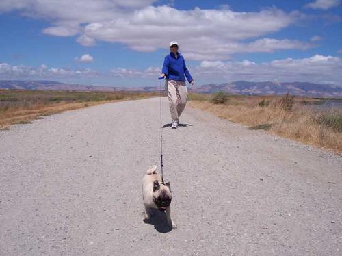 Little Sheba walking along the SF Bay