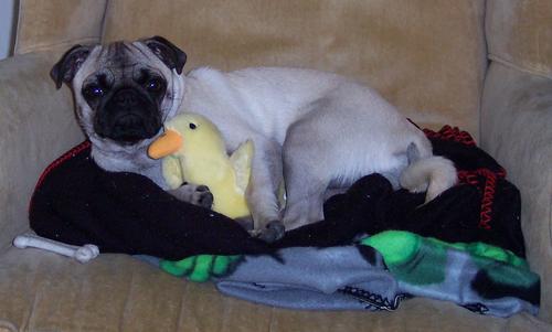 Little Sheba and her Hug Duck