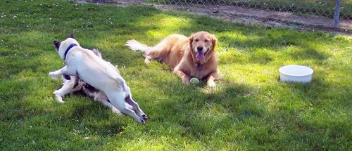 Little Sheba flying through the air