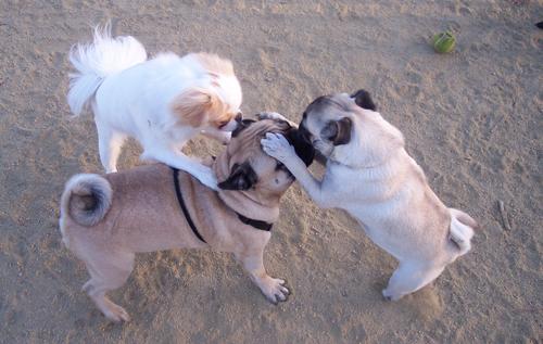 Little Sheba kissing Sugar Pug