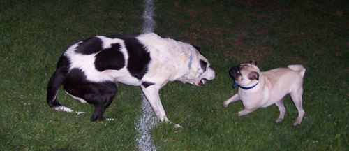 Rusty, Bandit and Sheba