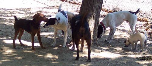 Sheba and some BIG DOGS