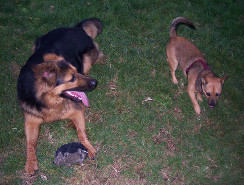Big Dog, Lucy and toy
