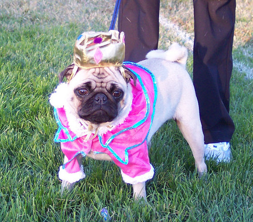 Princess Sheba looking over her loyal subjects