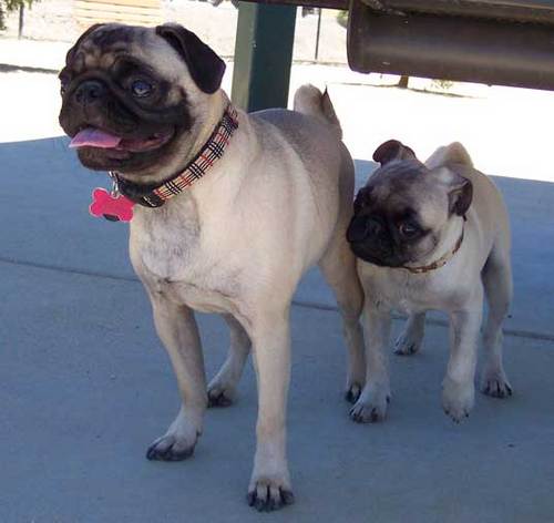 Sheba and Nellie looking at the big dogs part of the dog park