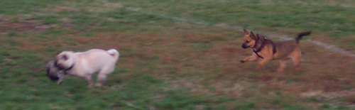 Lucy chasing Sheba Left