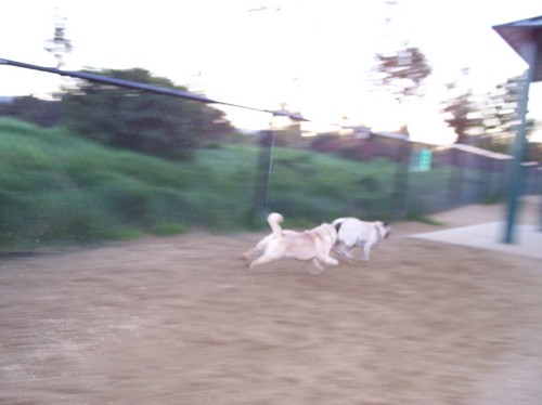Roy chasing Sheba