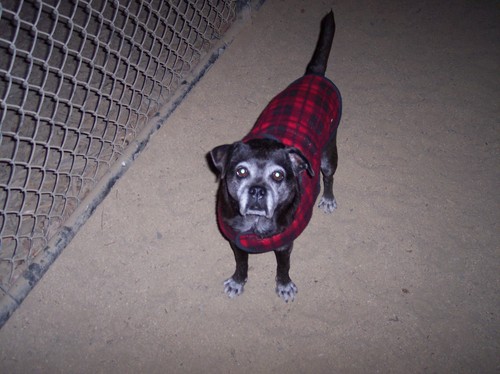 Sheba's friend Dakota