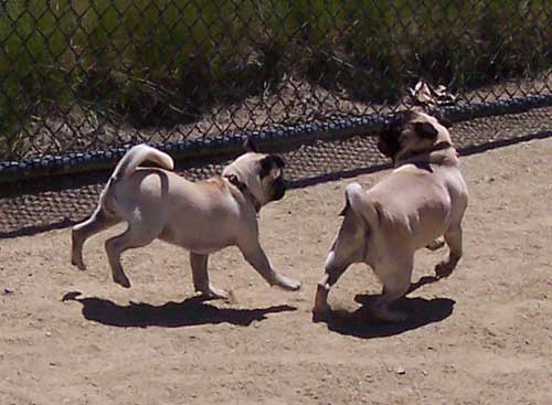 Sheba and Nellie having fun