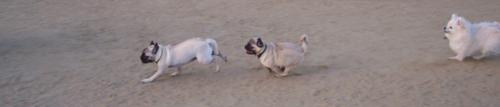 Roy chasing Little Sheba