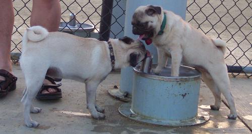 Little Sheba and Roy the Pug drinking water