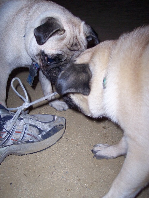 Sheba and Roy shoe lace pulling