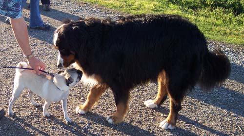 Sheba and Big Dog 2