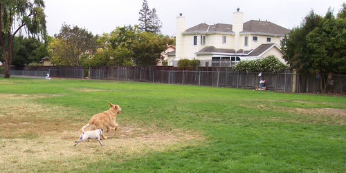 Sheba and friend racing to trash can