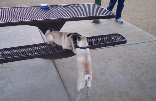 Roy and Sheba Kissing