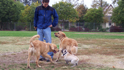 Sheba, Toby and friends