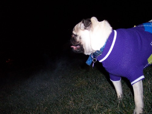 Sheba's new sweater and Mini Me