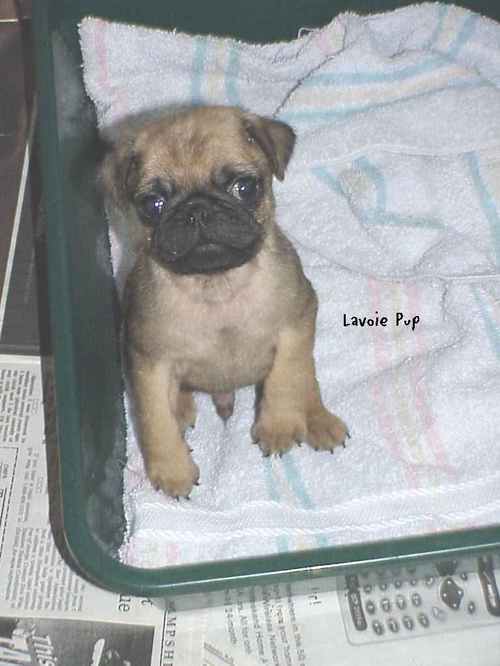 Norman when he was a Puppy