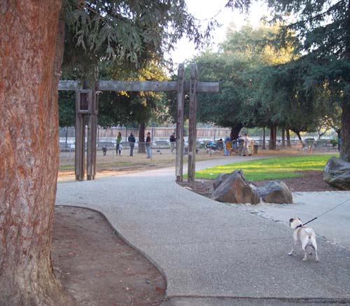 Sheba Going to a Dog Party