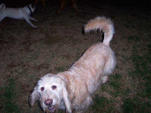 Louis and Background Chasing