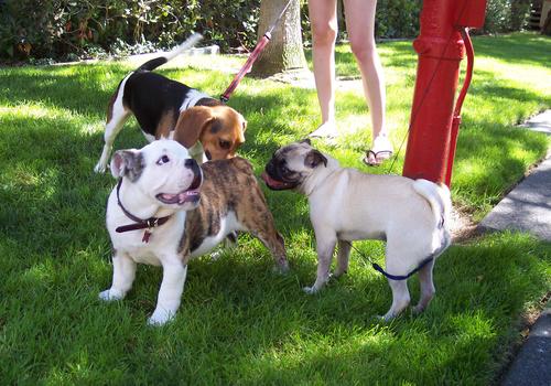 Toby, Brutus and Little Sheba having fun