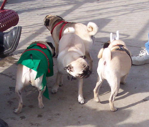 Holiday Pugs