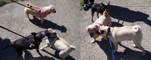 Mary and Ruth and Sheba x 2