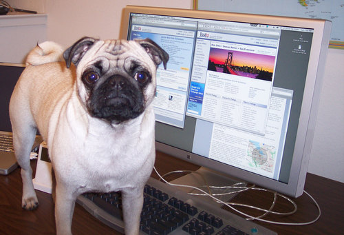 Sheba working on the Justia Web site