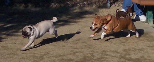 Maggie and Sheba begin the Chase