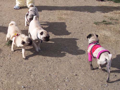 Lilo and Sheba and friends