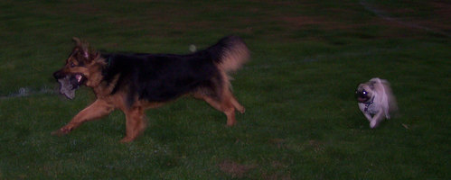 Sheba chasing the Big Dogs