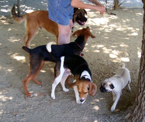 Sheba talking with Toby about our great time