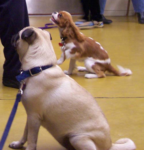 Sheba and Carrie - Trained Pups