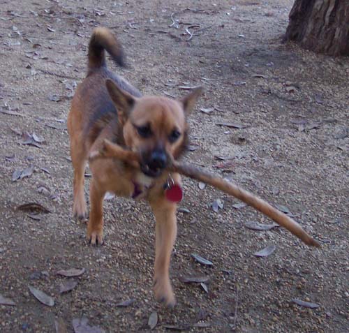 Lucy with her welcome stick