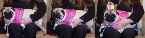 Princess Sheba getting ready