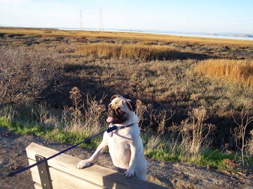 Sheba on a Bay Bench