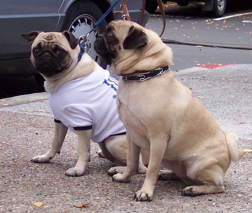 Sheba and Charlotte wishing you a Happy New Year!!!