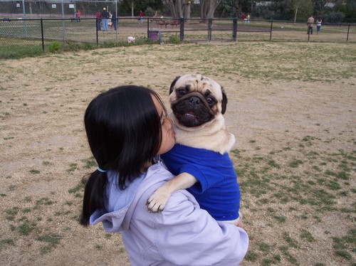 Pug in Blue carried by Peep