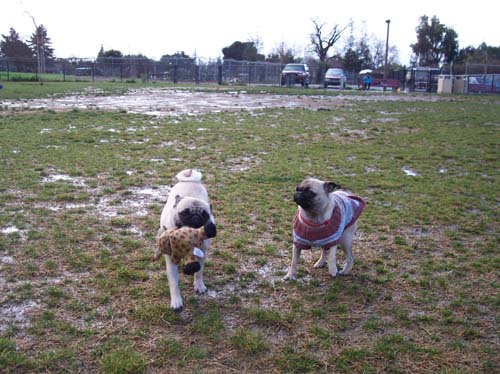 Sheba, Katie and play toy