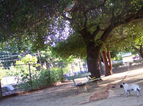 Sheba and Daisy relax